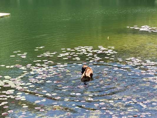 Rhodesian Ridgeback-Beitrag-Bild