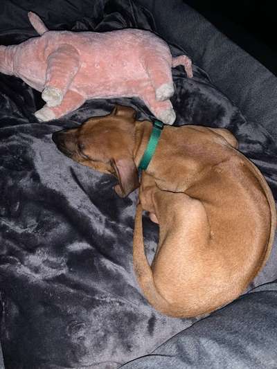 Rhodesian Ridgeback-Beitrag-Bild