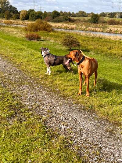 Rhodesian Ridgeback-Beitrag-Bild