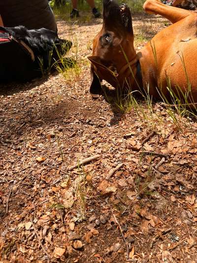 Rhodesian Ridgeback-Beitrag-Bild