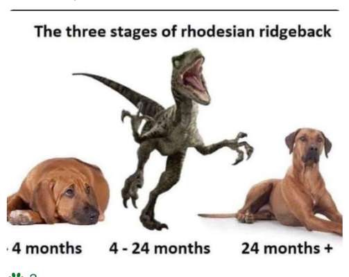 Rhodesian Ridgeback-Beitrag-Bild