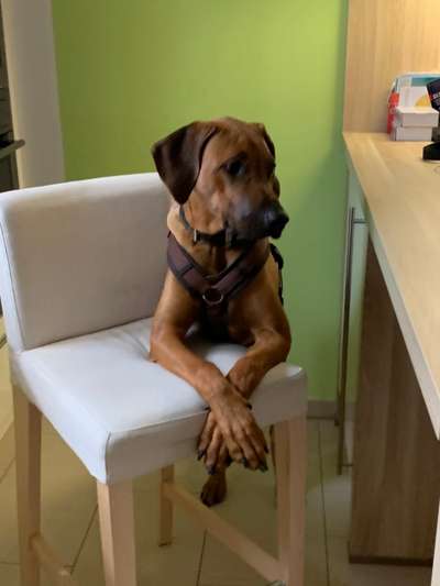 Rhodesian Ridgeback-Beitrag-Bild