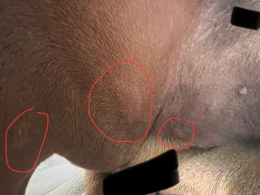 Rhodesian Ridgeback-Beitrag-Bild