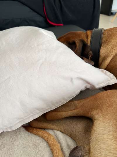 Rhodesian Ridgeback-Beitrag-Bild