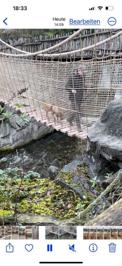 Rhodesian Ridgeback-Beitrag-Bild