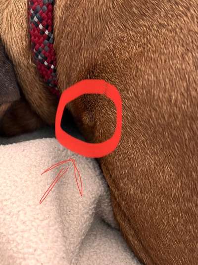 Rhodesian Ridgeback-Beitrag-Bild