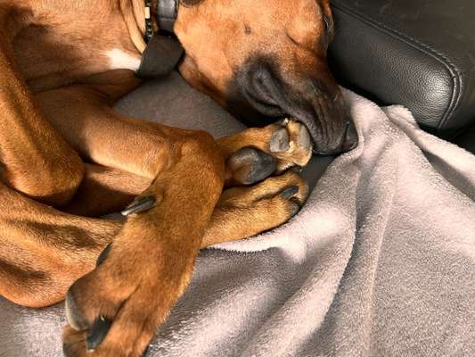 Rhodesian Ridgeback-Beitrag-Bild