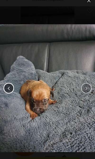 Rhodesian Ridgeback-Beitrag-Bild