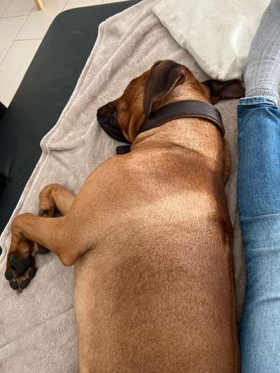 Rhodesian Ridgeback-Beitrag-Bild