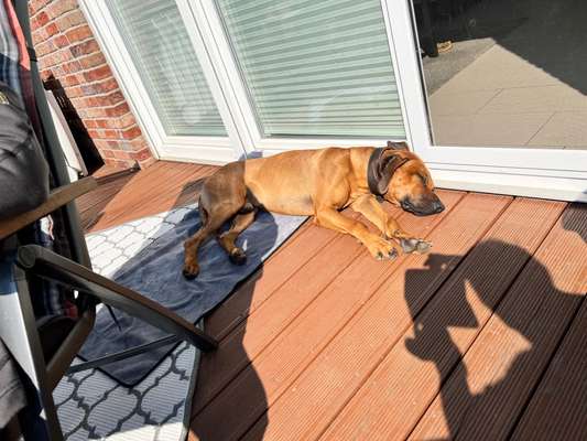 Rhodesian Ridgeback-Beitrag-Bild