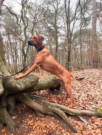 Rhodesian Ridgeback-Beitrag-Bild