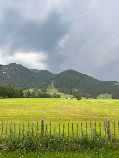 Rhodesian Ridgeback-Beitrag-Bild