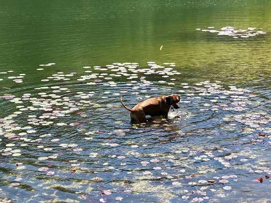 Rhodesian Ridgeback-Beitrag-Bild