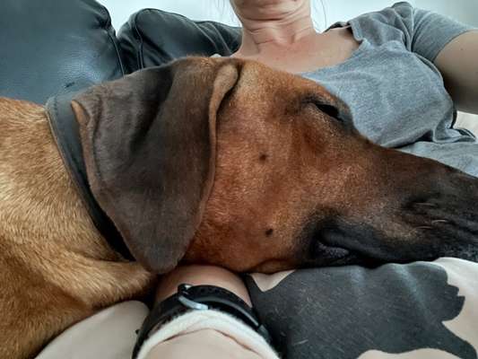 Rhodesian Ridgeback-Beitrag-Bild