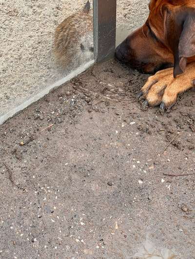 Rhodesian Ridgeback-Beitrag-Bild