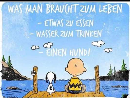 Rhodesian Ridgeback-Beitrag-Bild