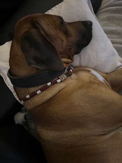 Rhodesian Ridgeback-Beitrag-Bild