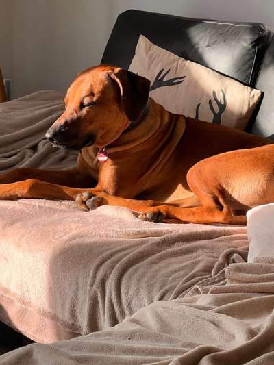 Rhodesian Ridgeback-Beitrag-Bild