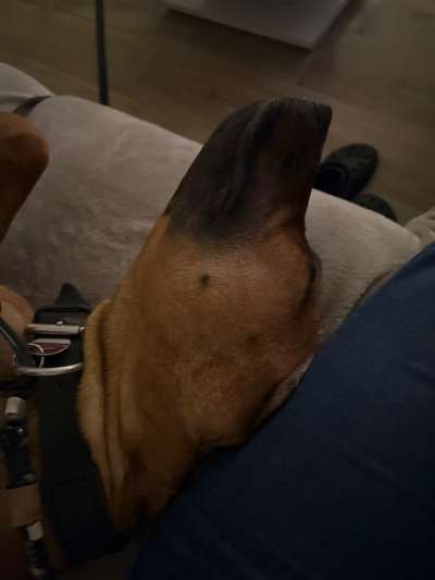 Rhodesian Ridgeback-Beitrag-Bild