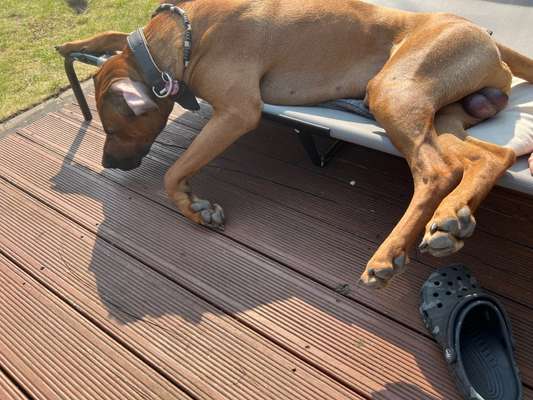 Rhodesian Ridgeback-Beitrag-Bild