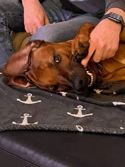Rhodesian Ridgeback-Beitrag-Bild