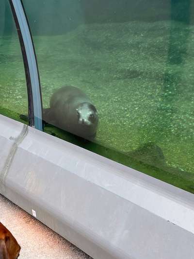 Rhodesian Ridgeback-Beitrag-Bild