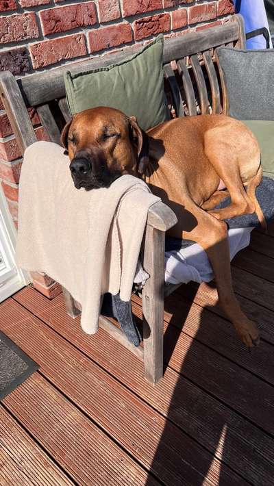 Rhodesian Ridgeback-Beitrag-Bild