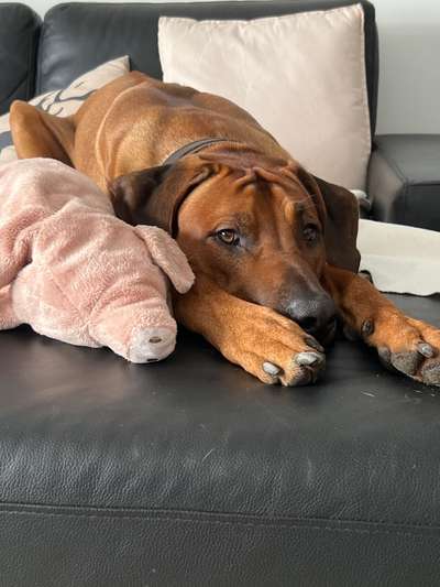 Rhodesian Ridgeback-Beitrag-Bild