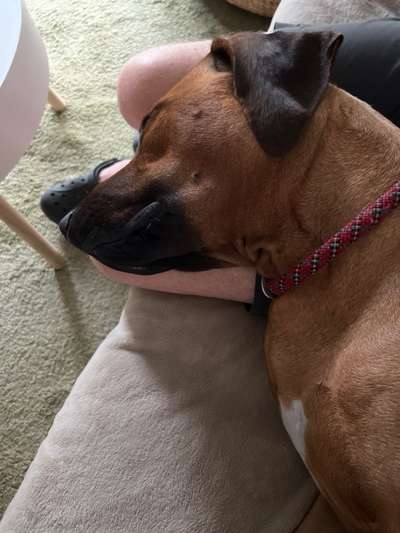 Rhodesian Ridgeback-Beitrag-Bild