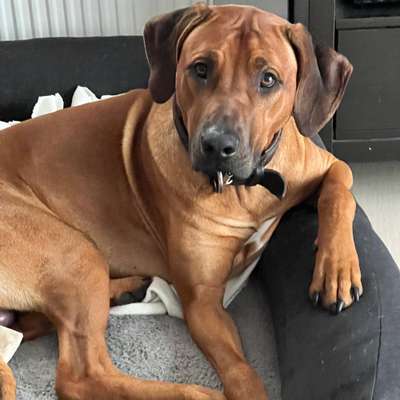 Rhodesian Ridgeback-Beitrag-Bild
