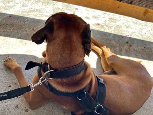 Rhodesian Ridgeback-Beitrag-Bild