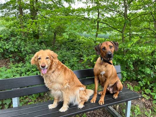 Rhodesian Ridgeback-Beitrag-Bild