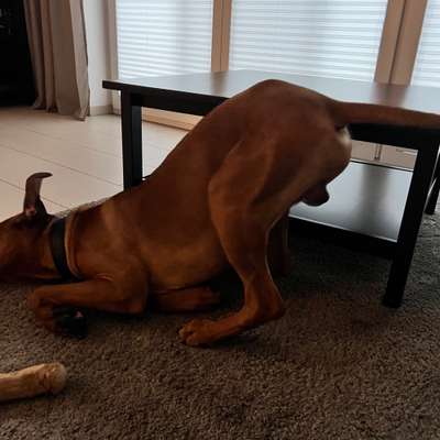 Rhodesian Ridgeback-Beitrag-Bild