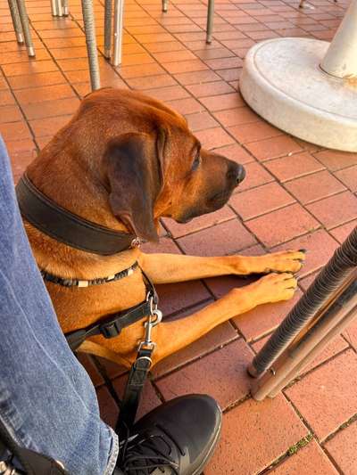 Rhodesian Ridgeback-Beitrag-Bild