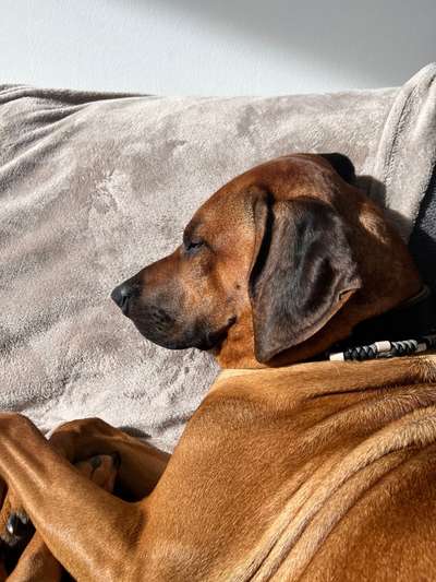 Rhodesian Ridgeback-Beitrag-Bild