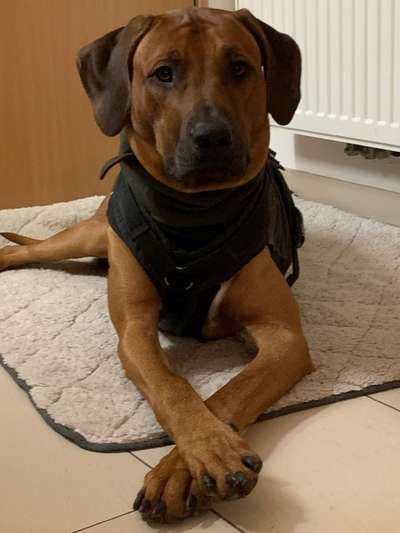 Rhodesian Ridgeback-Beitrag-Bild