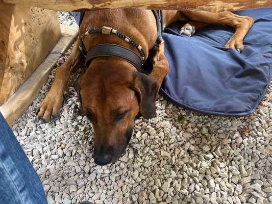 Rhodesian Ridgeback-Beitrag-Bild