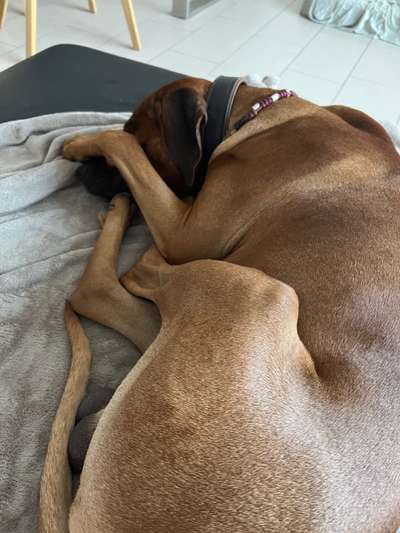 Rhodesian Ridgeback-Beitrag-Bild