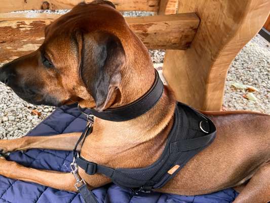 Rhodesian Ridgeback-Beitrag-Bild