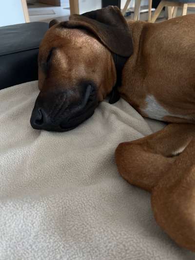 Rhodesian Ridgeback-Beitrag-Bild