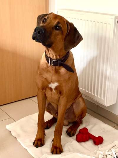 Rhodesian Ridgeback-Beitrag-Bild