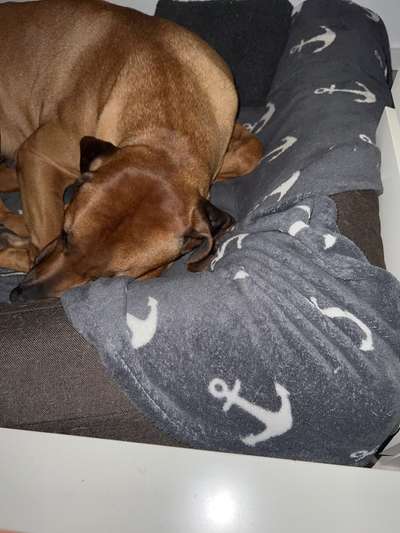 Rhodesian Ridgeback-Beitrag-Bild