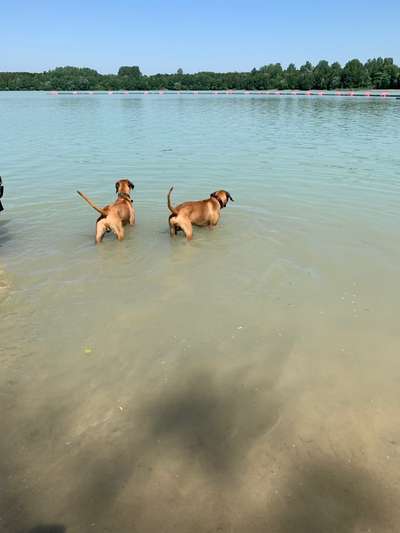 Rhodesian Ridgeback-Beitrag-Bild