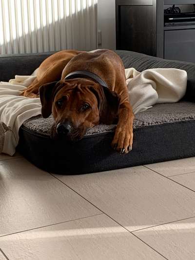 Rhodesian Ridgeback-Beitrag-Bild