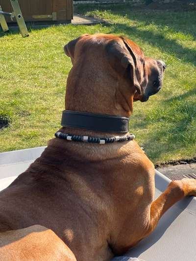 Rhodesian Ridgeback-Beitrag-Bild