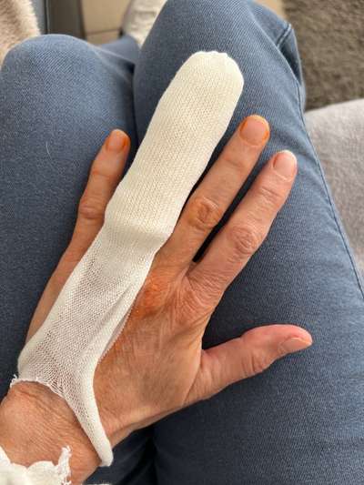 Rhodesian Ridgeback-Beitrag-Bild