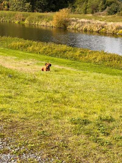 Rhodesian Ridgeback-Beitrag-Bild
