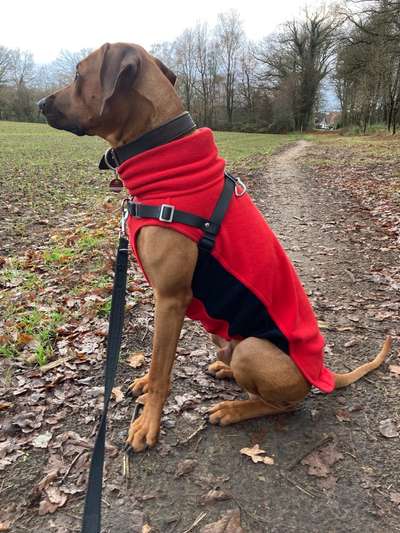 Rhodesian Ridgeback-Beitrag-Bild