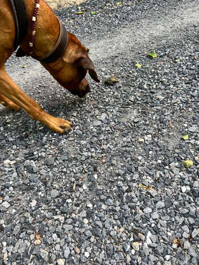 Rhodesian Ridgeback-Beitrag-Bild