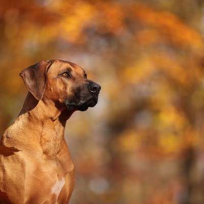 Rhodesian Ridgeback-Beitrag-Bild